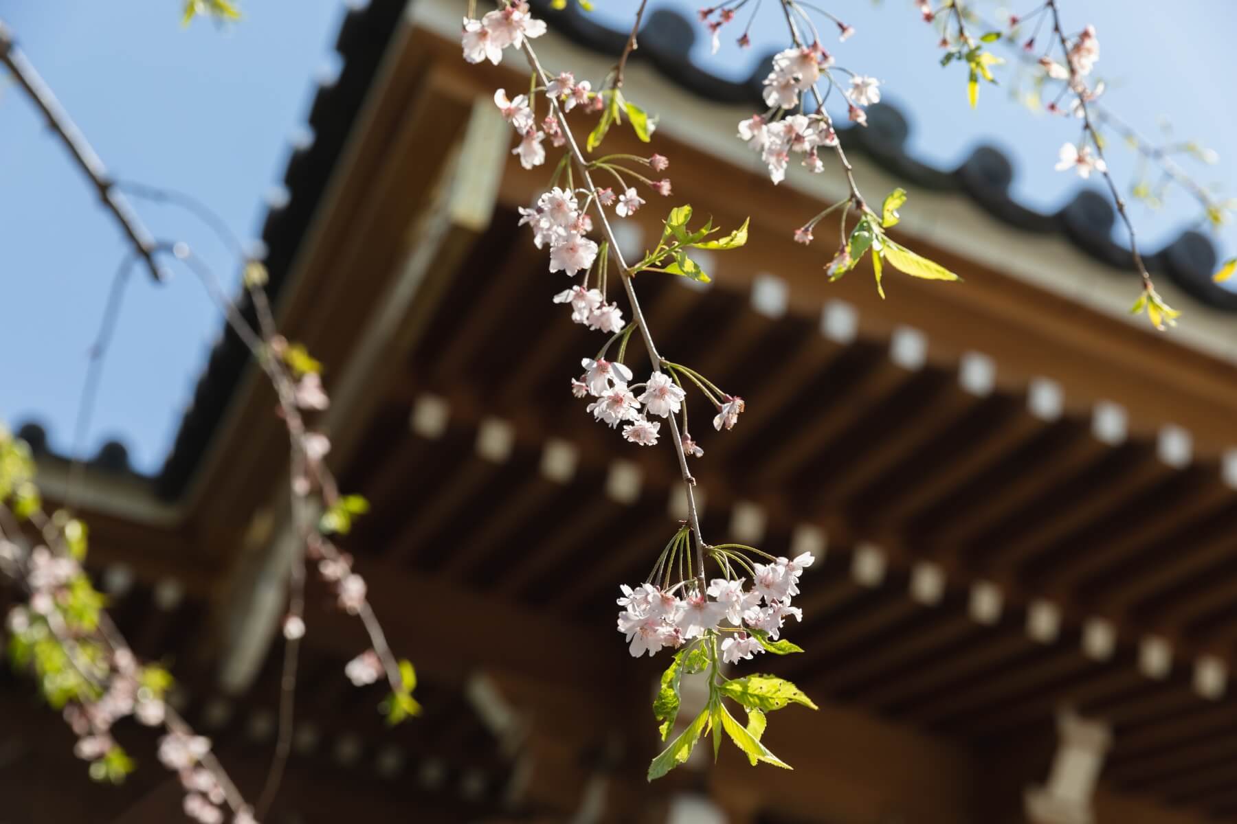 寳帒寺桜